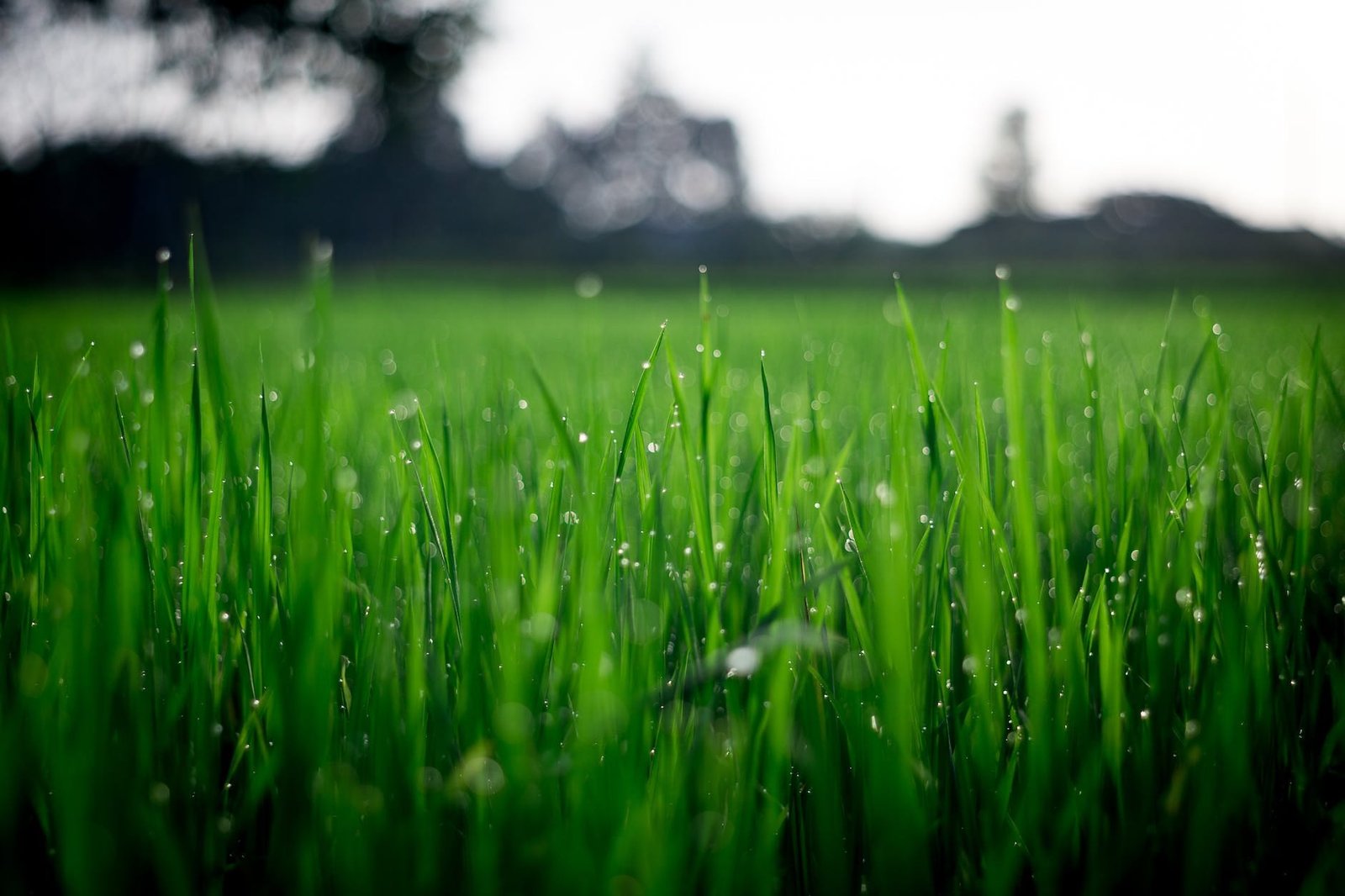 shallow focus of owning a house with land